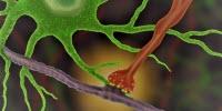 Scientists Pioneer New Method for Watching Brain Cells Interact in Real Time