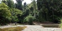 Small Changes in Rainforests Cause Big Damage to Fish Ecosystems
