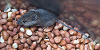 Study: Vaccine Suppresses Peanut Allergies in Mice