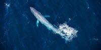 The Blue Whale Genome Reveals the Animals' Extraordinary Evolutionary History