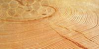 UA’s Laboratory of Tree-Ring Research Helps Decipher Earth’s “Archives”