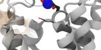 Understanding a Cell's 'Doorbell'