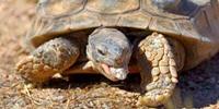 Are Humans Causing Cancer in Wild Animals?