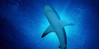 Even a Shark's Electrical 'Sixth Sense' May Be Tuned to Attack