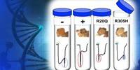 Fruit Flies: 'Living Test Tubes' to Rapidly Screen Potential Disease-Causing Human Gene
