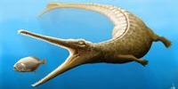 Jurassic Fossil Tail Tells of Missing Link in Crocodile Family Tree