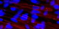 Lonza Further Strengthens Hepatocytes Portfolio with Addition of Hepatic Non-Parenchymal Cells