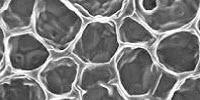 Mimicking a Sweet Solution to Mop up Pollution