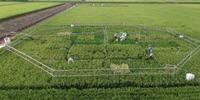 Rice Becomes Less Nutritious as CO2 Levels Rise
