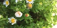 Science in the Palm of Your Hand: How Citizen Science Transforms Passive Learners