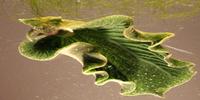 Solar Powered Sea Slugs Shed Light on Search for Perpetual Green Energy