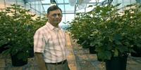 Engineered Cotton Uses Weed-Suppression Chemical as Nutrient
