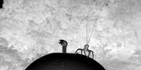 Flying Spiders Sense Meteorological Conditions, Use Nanoscale Fibers to Float on the Wind