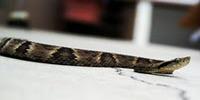 How Just Drops of Viper Venom Pack a Deadly Punch