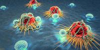Immune Profile for Successful Cancer Immunotherapy Discovered