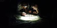 Light Pollution a Reason for Insect Decline