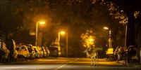 Mammals Going Nocturnal to Avoid Humans