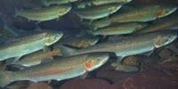 Ocean-Migrating Trout Adapt to Freshwater Environment in 120 Years