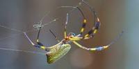 Research on Spider Glue Resolves Sticky Problem