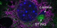 Researchers See Human Immune Response in the Fruit Fly