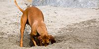 Robot Bloodhound Tracks Odors on the Ground