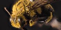 Scientists Find Evidence of 27 New Viruses in Bees