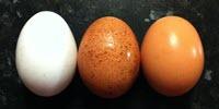 Scientists Identify Foods That Fight Disease