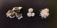 The Seed That Could Bring Clean Water to Millions