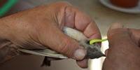 Ticks on Migratory Birds Carriers of Newly Discovered Hemorrhagic Fever Virus