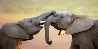 You Talking to Me? Scientists Try to Unravel the Mystery of ‘Animal Conversations’