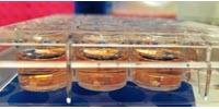 A New Milestone in Laboratory Grown Human Brain Tissue