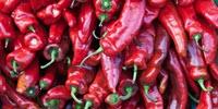 Anti-Obesity Drug Derived from Chili Peppers Shows Promise in Animal Trials