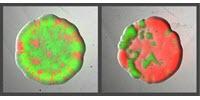 Bacteria Can 'Divide and Conquer' to Vanquish Their Enemies
