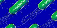 Bacterial Armor Could Be a New Target for Antibiotics, Stanford Team Finds