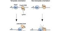 Biochemists Discover Cause of Genome Editing Failures with Hyped CRISPR System