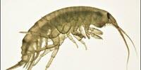 Can Pollution Alter Wildlife Behavior?