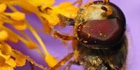 Cleaning Out Pollen Shells