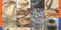 Creating 'Synthetic' Fossils in the Lab Sheds Light on Fossilization Processes