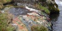 Do Bacteria Ever Go Extinct?