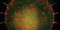 Microfluidic System Incorporates Neuroinflammation into 'Alzheimer's in a Dish' Model
