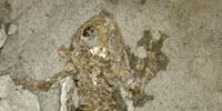 New Sources of Melanin Pigment Shake up Ideas about Fossil Animals' Color