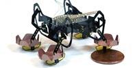 Next-Generation Robotic Cockroach Can Explore Underwater Environments