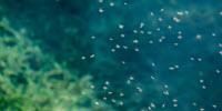 Removing Malaria-Carrying Mosquitoes Unlikely to Affect Ecosystems, Says Report