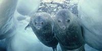 Seal Serum Offers Protection from Inflammation