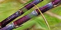 The Highly Complex Sugarcane Genome Has Finally Been Sequenced