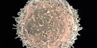 During HIV Infection, Antibody Can Block B Cells from Fighting Pathogens