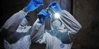 Ebola Species Found in Bats Ahead of Any Potential Outbreak