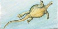 Fossil Turtle Didn't Have a Shell Yet, but Had the First Toothless Turtle Beak