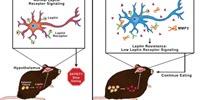 Found: A Destructive Mechanism That Blocks the Brain from Knowing When to Stop Eating