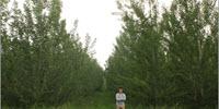 Groundbreaking Poplar Study Shows Trees Can Be Genetically Engineered Not to Spread